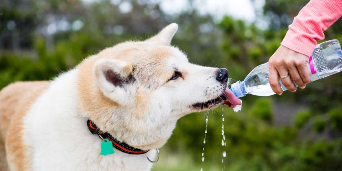Functional Waters For Dogs A New Way To Keep Your Pet Healthy