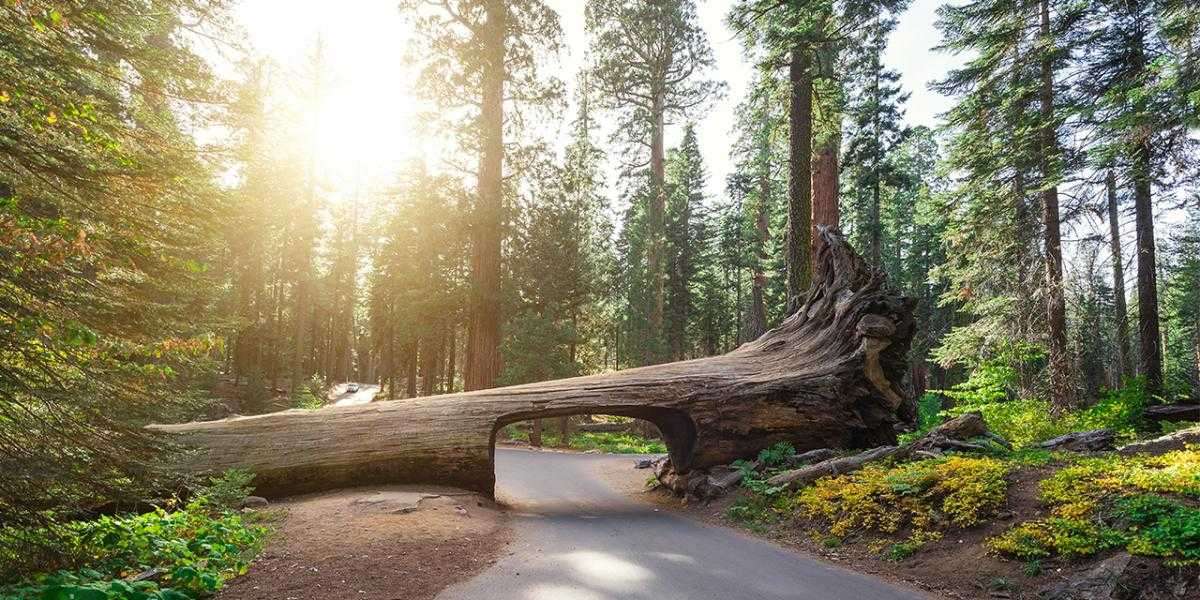 Journey into the Giants: Exploring Sequoia National Park in California