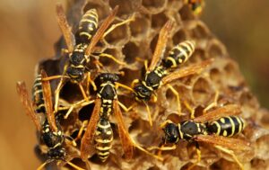 Wasp Removal & Control Service East Melbourne