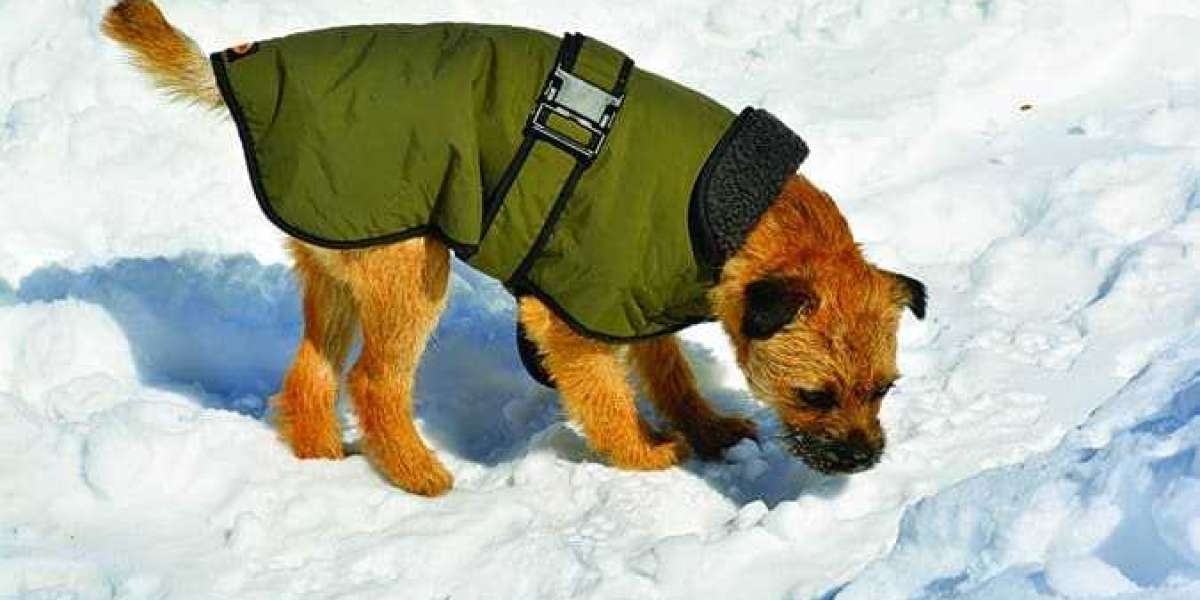 Unleash the Style: The Coolest Dog Coats of the Season