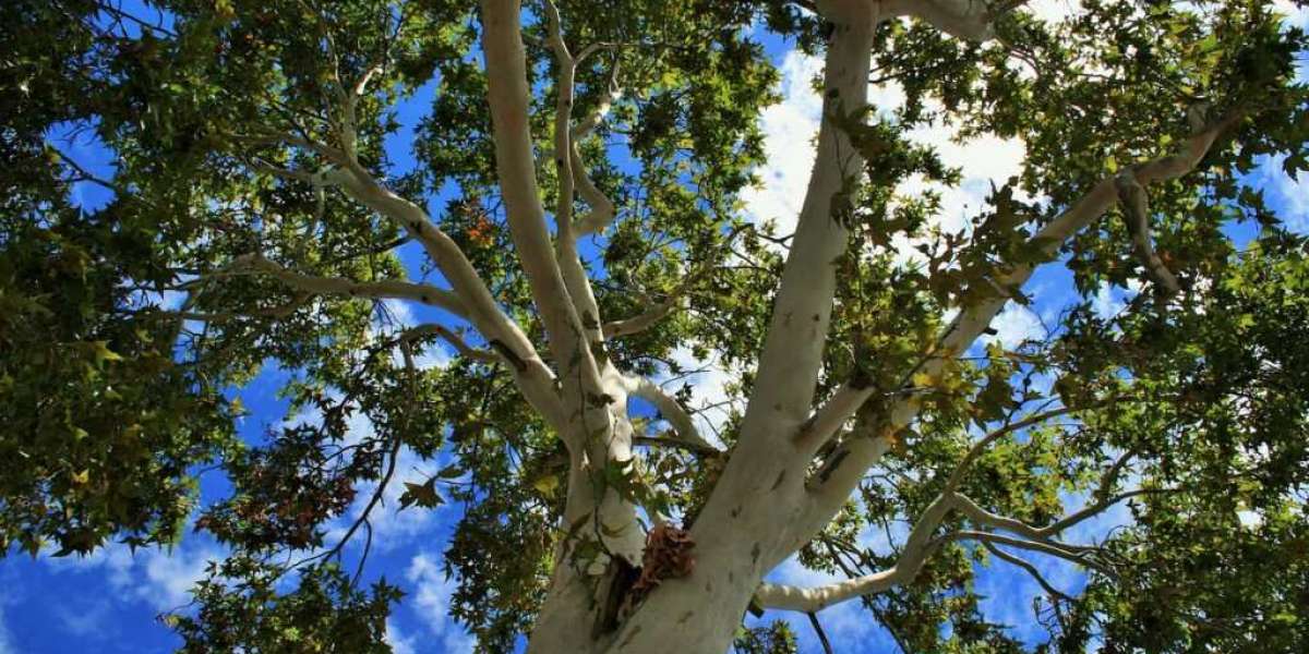 Why Professional Tree Maintenance is Important