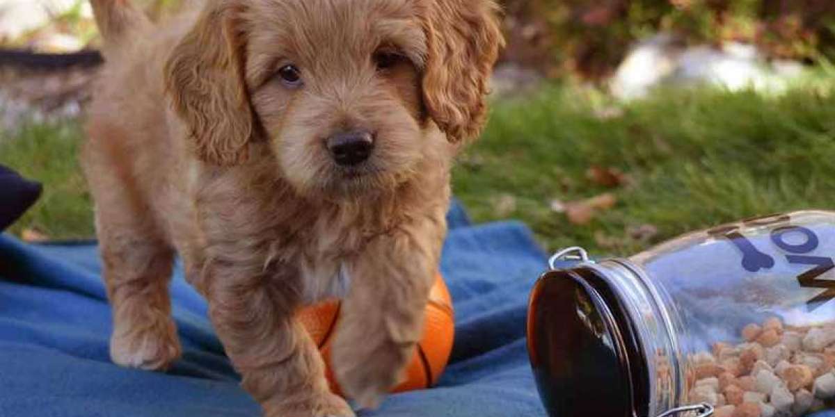 Goldendoodles in Kissimmee: A Guide to Finding the Best Dog Breeders