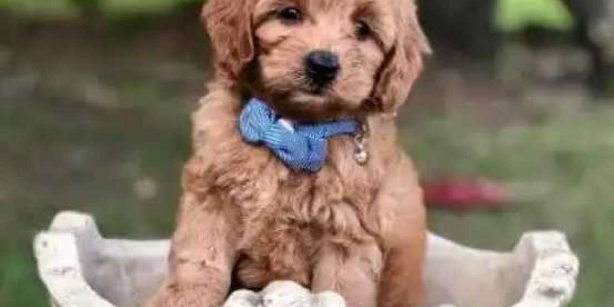 Find Your Perfect Mini Goldendoodle with Goldendoodles by Aggie: Mini Goldendoodles for Sale in Vero Beach, FL and Naple